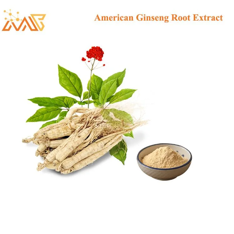 Ginseng extracto vegetal saponinas total de 5%-70% de Hierbas Hierbas Extracto de Raíz de Ginseng americano