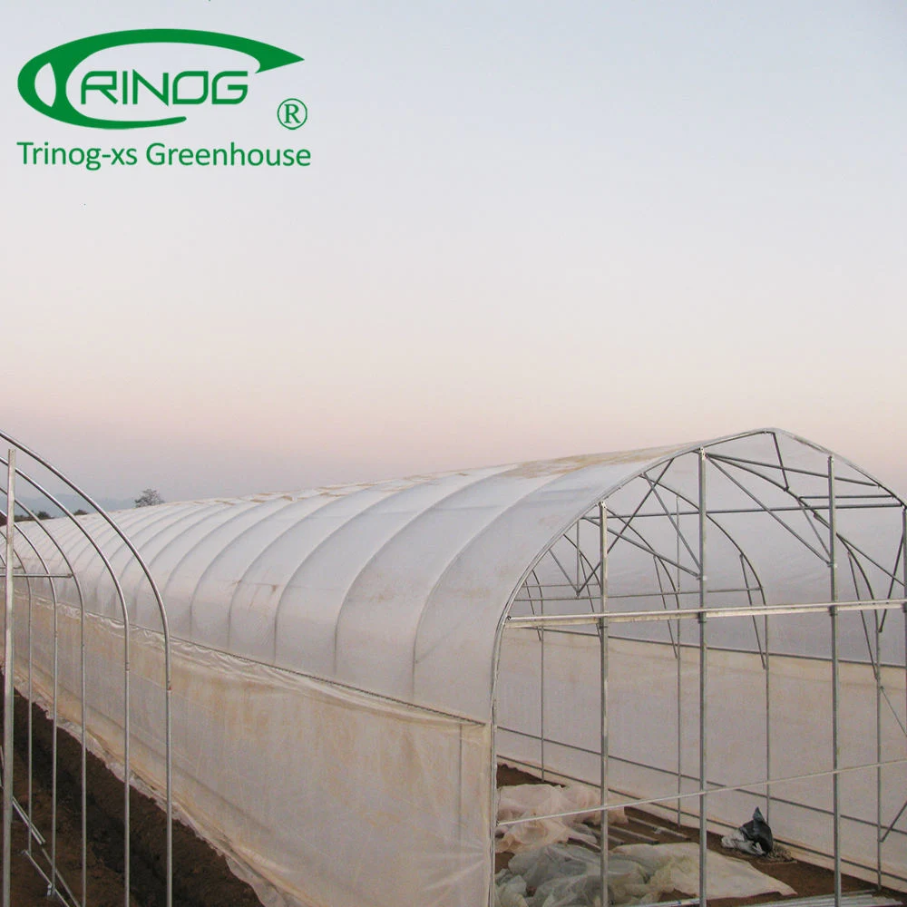 Large Size Single Span Film Greenhouse for Agriculture