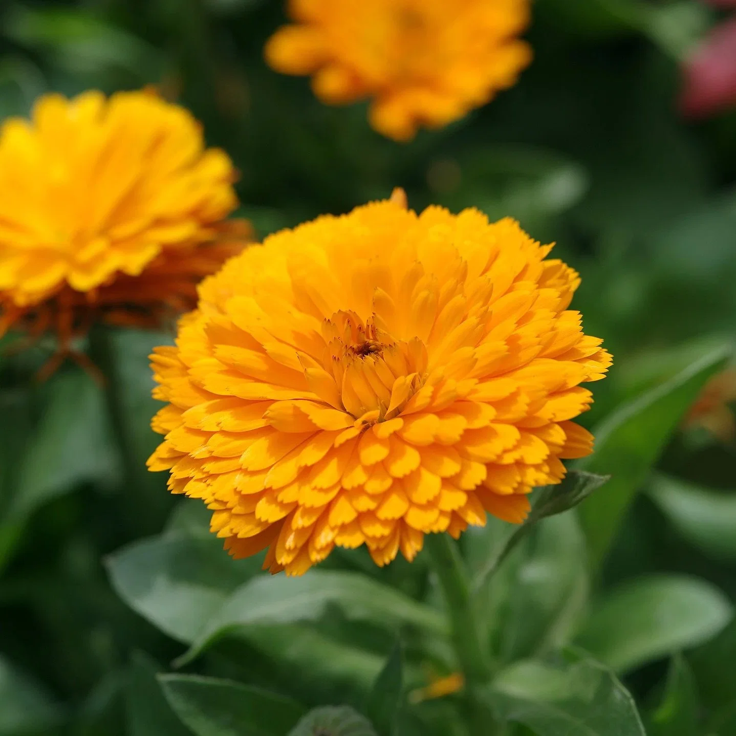 Завод Anti-Inflammatory извлечения Marigold извлечения/Календулы Officinalis Extract порошок