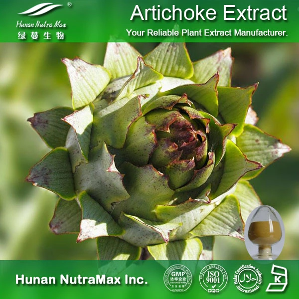 Artichoke Leaf Extract Powder Cynarin 2.5%, 5%