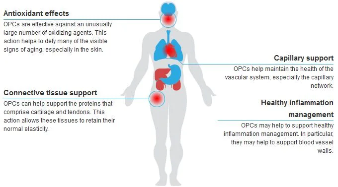 Shineherb 95% OPC Pycnogenol Pine Bark Extract