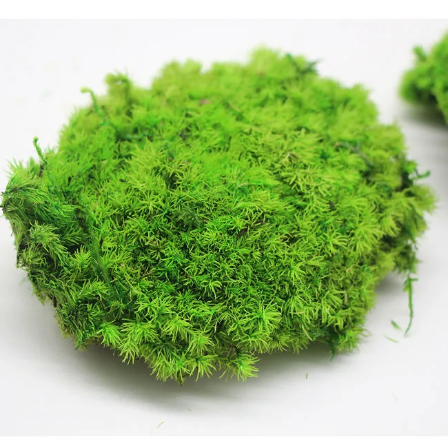 Stabilized Environmental Moss New Low Price Moss Board Home Office Decoration Wall