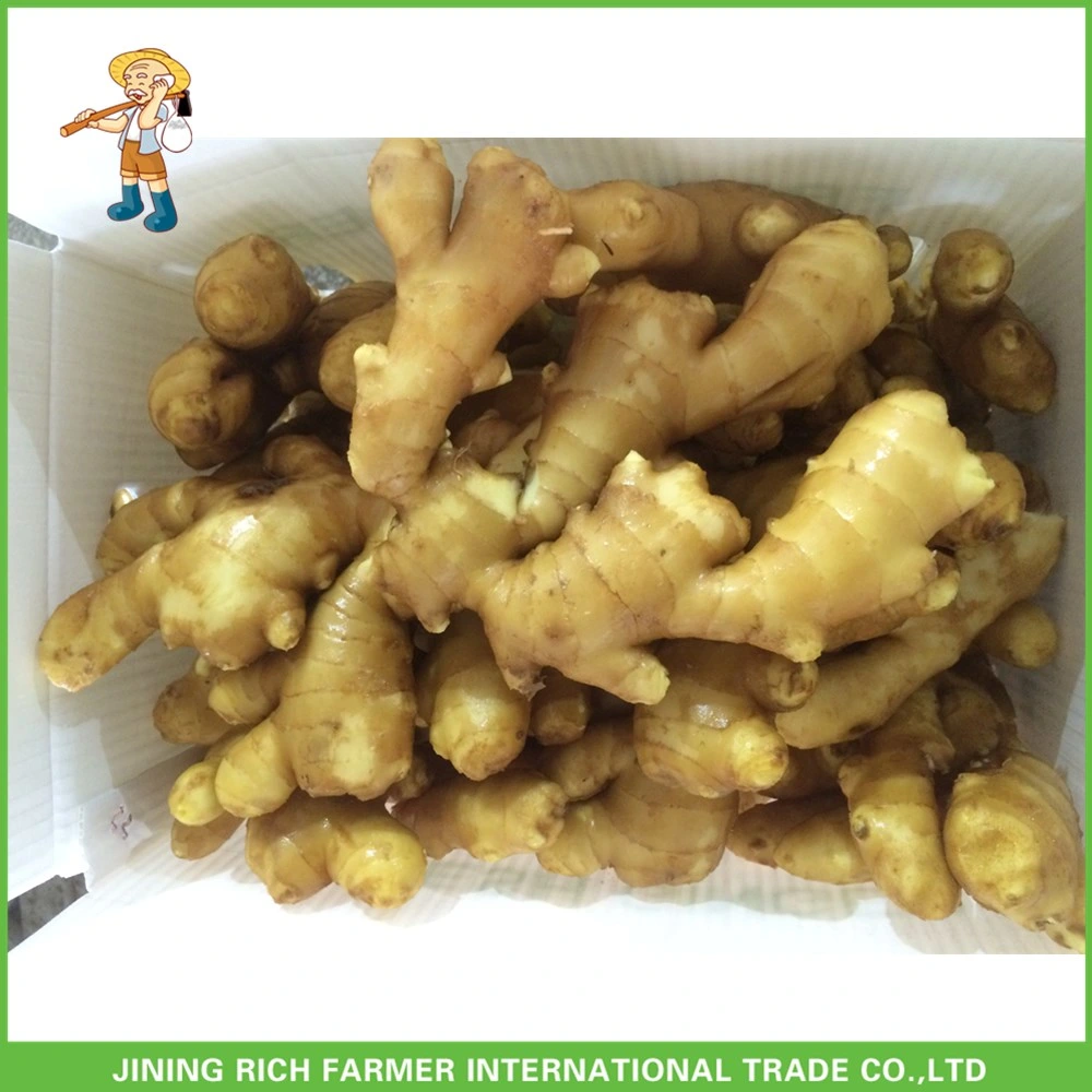 Suppliers Supply Hot Selling Fresh Ginger