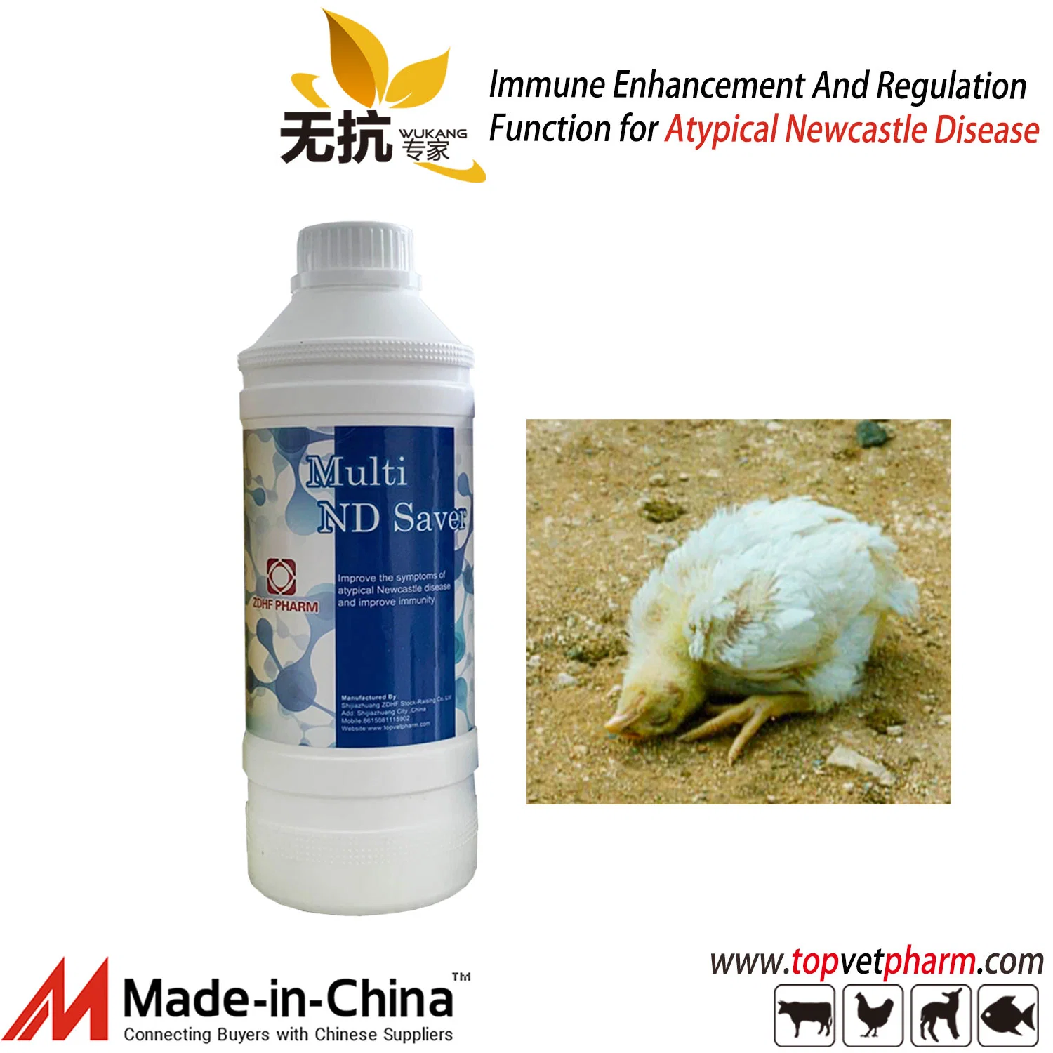 Herbal Treatment Chicken Newcastle Disease in Chicken