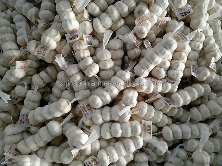 Buy Chinese Garlic Fresh Garlic Supplier Red Garlic