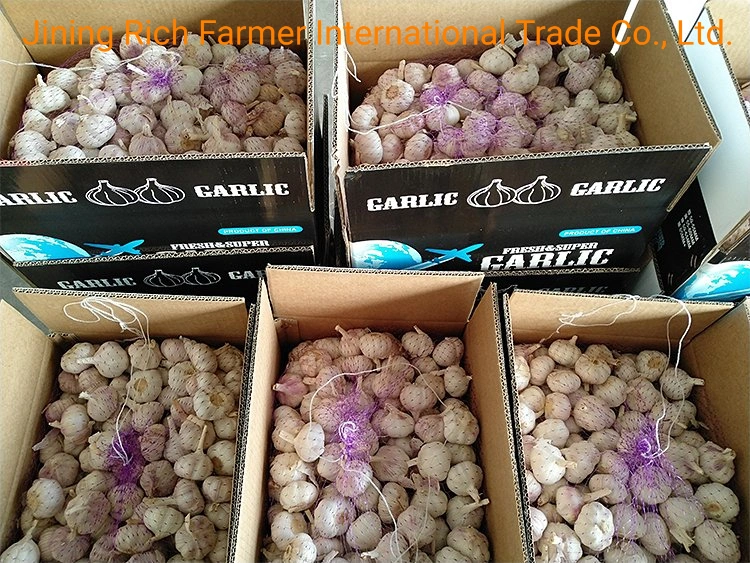 China New Crop Fresh Garlic for Export