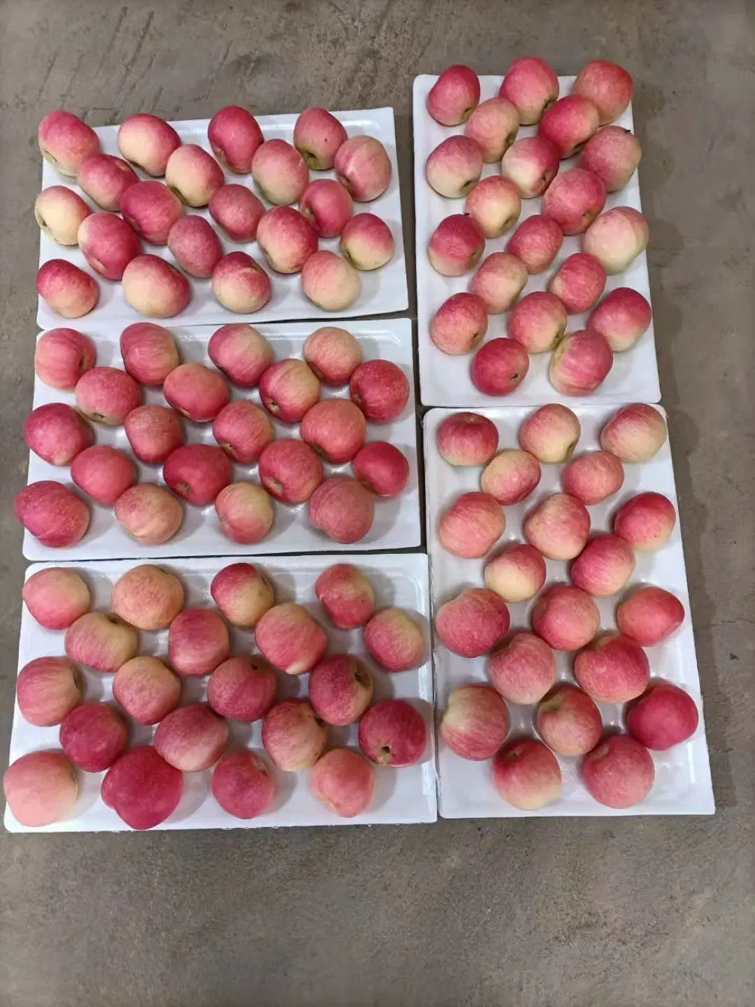 New Crop Fresh Apple Fruit From China