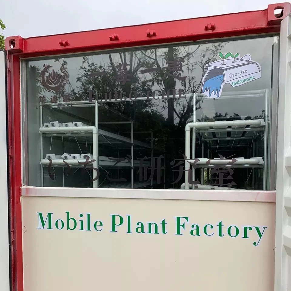 Temperature Climate Control Plant Greenhouse Steel Structure Hydroponics Aeroponics Hydroponic System