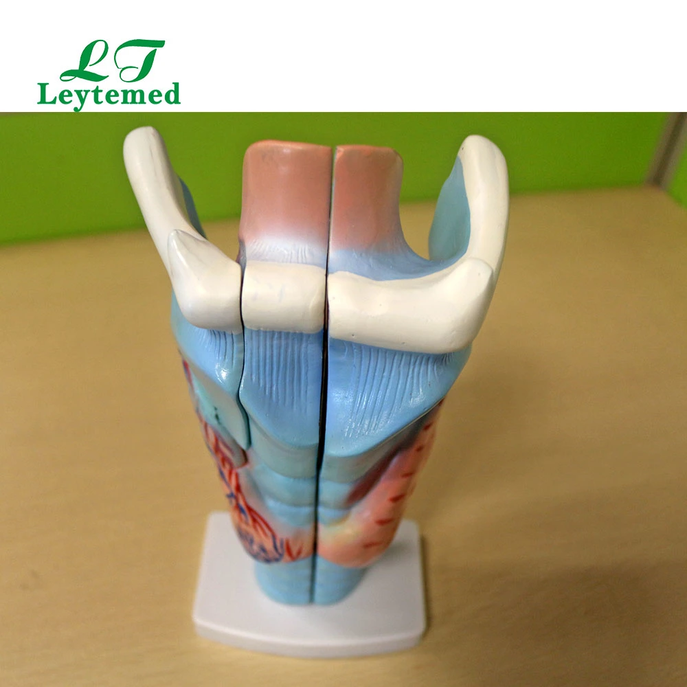 Ltm301 Life - Size Magnified Human Larynx Model Use with Medical