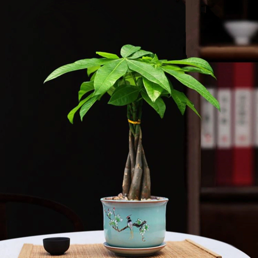 35 cm planta de árvore de cinco tranças de dinheiro Interior pequena Pachira macrocarpa Home Decoração