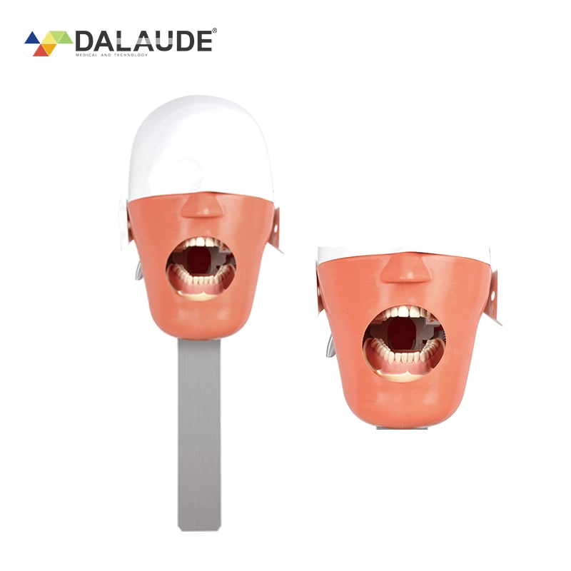 Zahnarztschule Phantom Head Teaching Produkte. Dentalprodukte