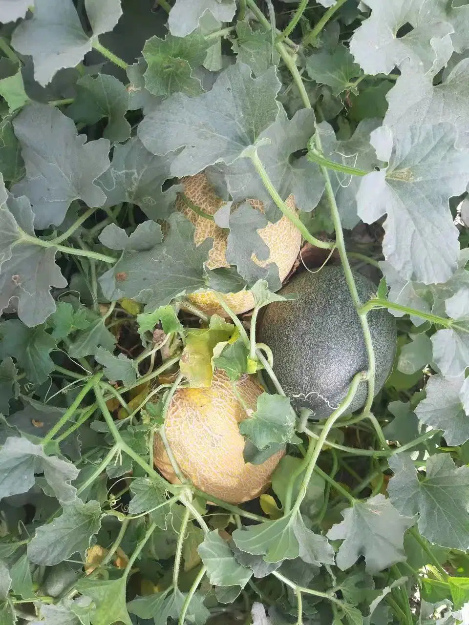 HD Cucumis Melo L Orange Musk Melon Seeds