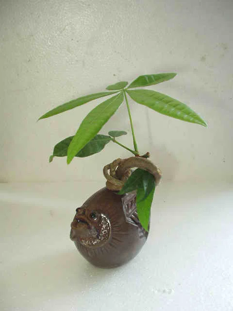 Bare Root Single Head Pachira Microcarpa