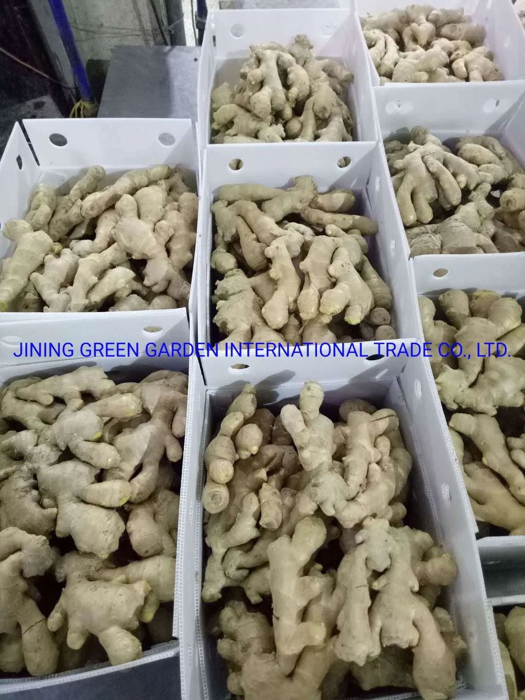Competitive Price Good Quality Fresh Air Ginger