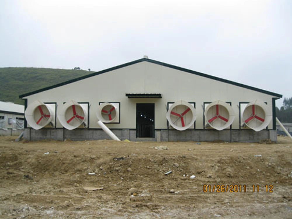 Steel Chicken Farm with Wholeset Equipments