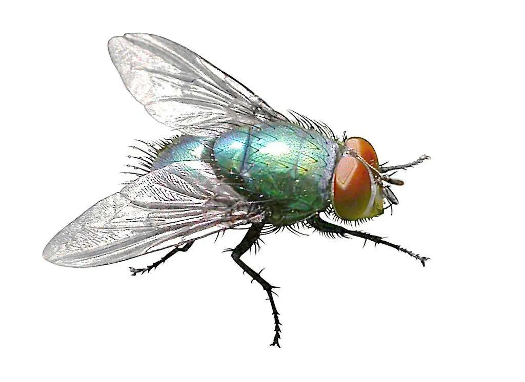 Animal Drugs Kill Fly Product Wp 1%/10% Azamethiphos