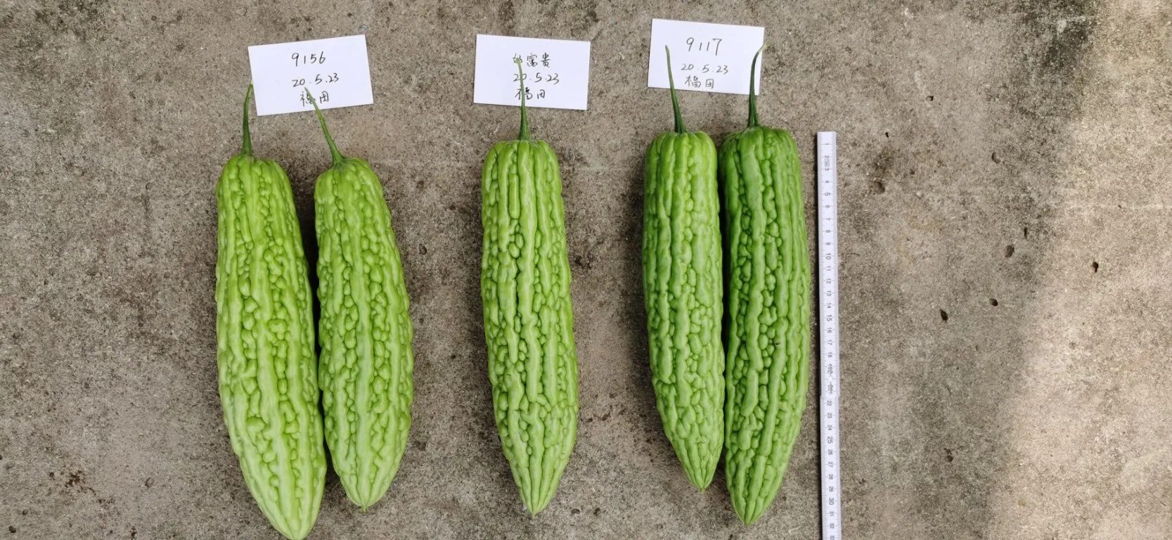 Disease Resistance Hybrid Green Bitter Gourd Seeds for Sowing