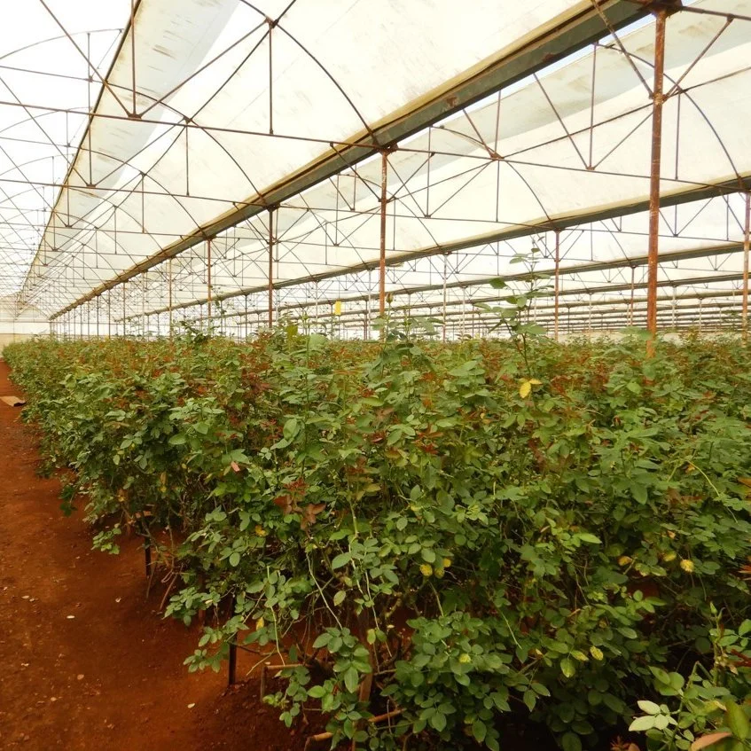 Farming Outside Shading System for Greenhouse