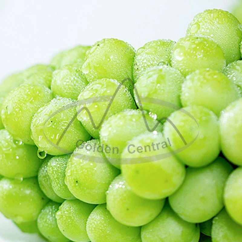 Hot Sell Fresh Sweet Shine China Green Grape