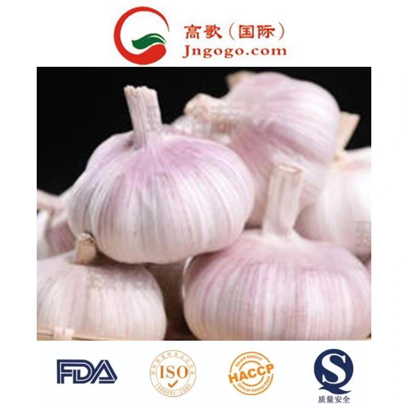 Mesh Packing Normal White Garlic (5.0CM UP)