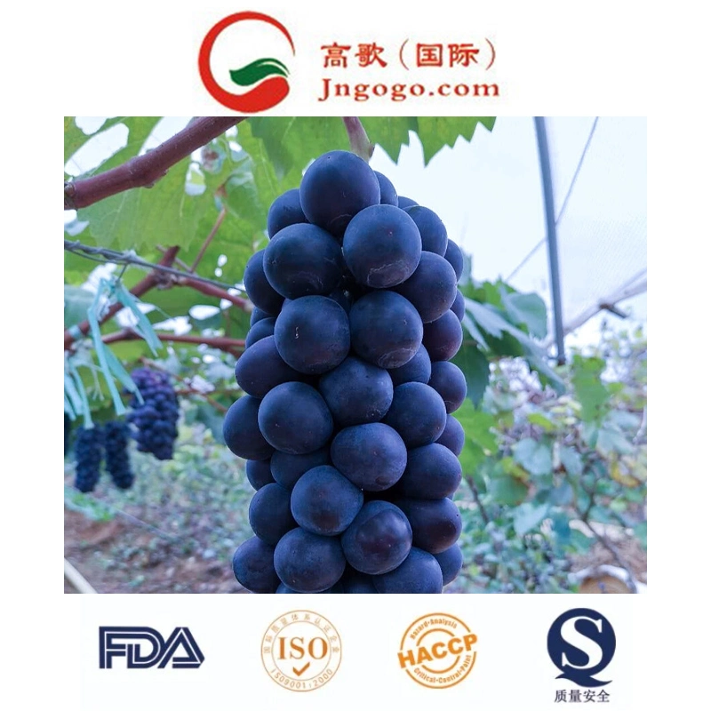 Nova cultura das uvas pretas para exportar
