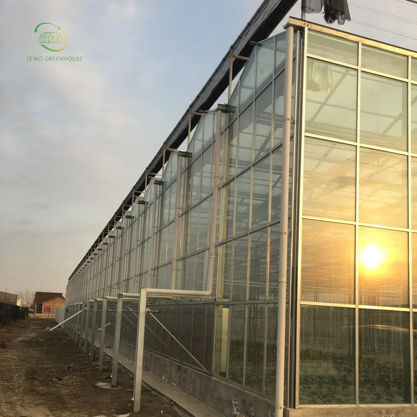 Venlo Type Glass Green House with Hydroponic Growing System for Vegetables