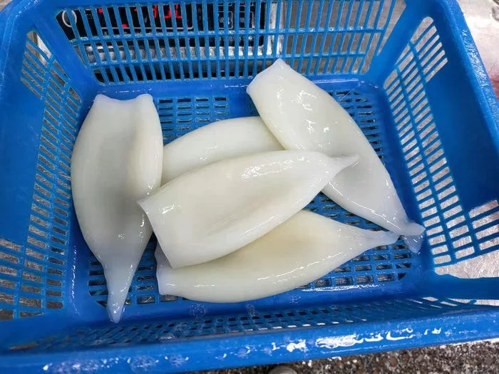 Frozen Seafood Illex/Gigas Squid Tube/Calamar Tube/Calamari Pota Tube for Market