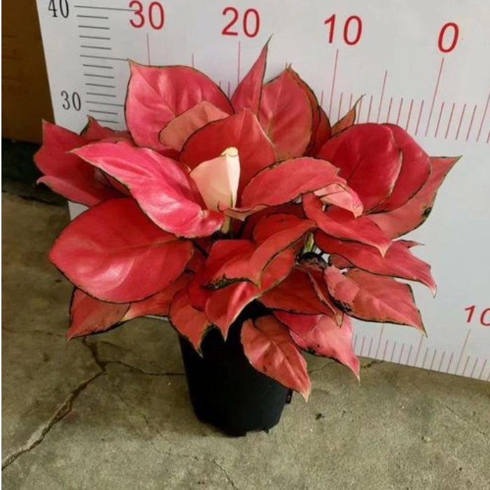 Aglaonema Lady Valentine Decorative Bonsai Plants