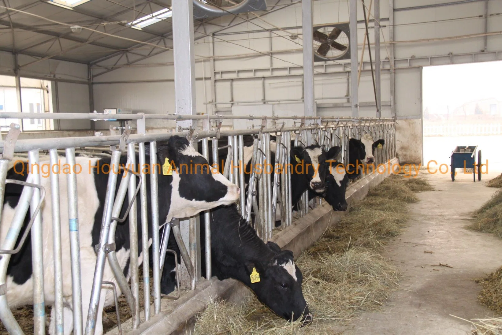 Automatic Cowshed & Cow Farm Building Custom Made Design/Solution for Milking Cows&Beef Cattle