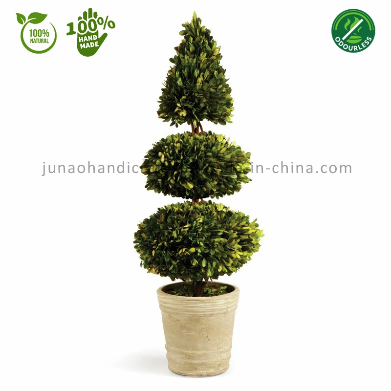 100% Natural Preserved Boxwood Cone Ball Tree Topiary Interior Landscape Static Beauty