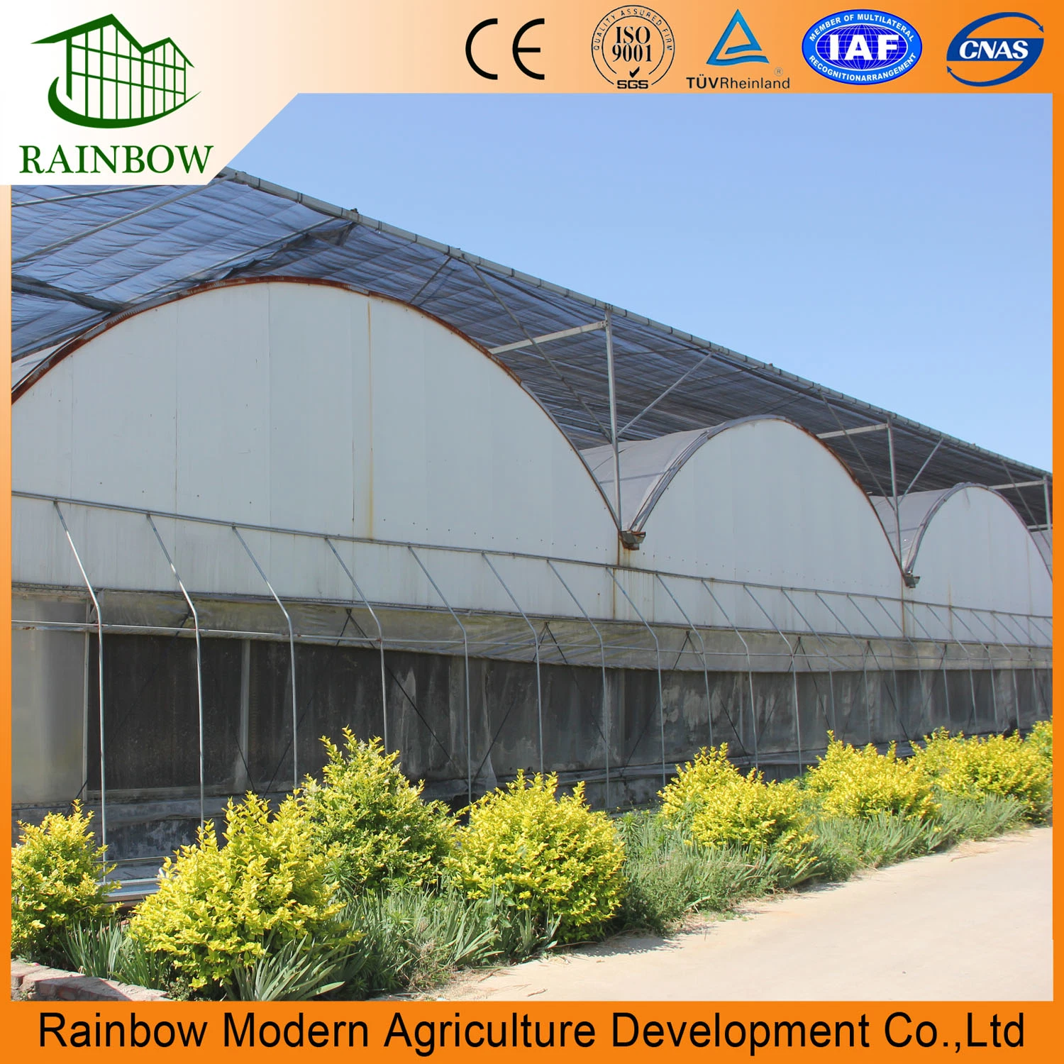 Agriculture Multi-Span Arch Type Film Greenhouse for Vegetables Hydroponics Planting