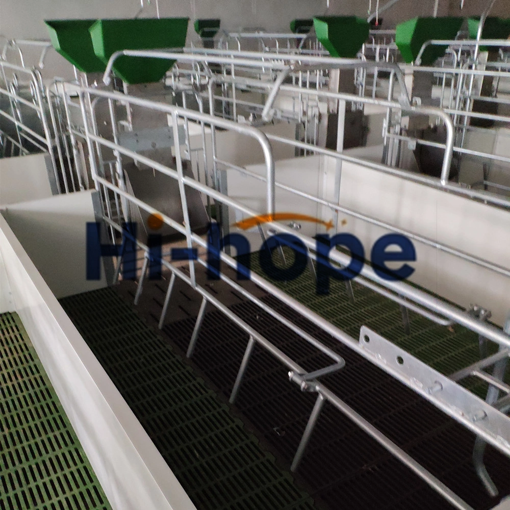 Hog Piggery House Complete Design Gestation Farrow Cage