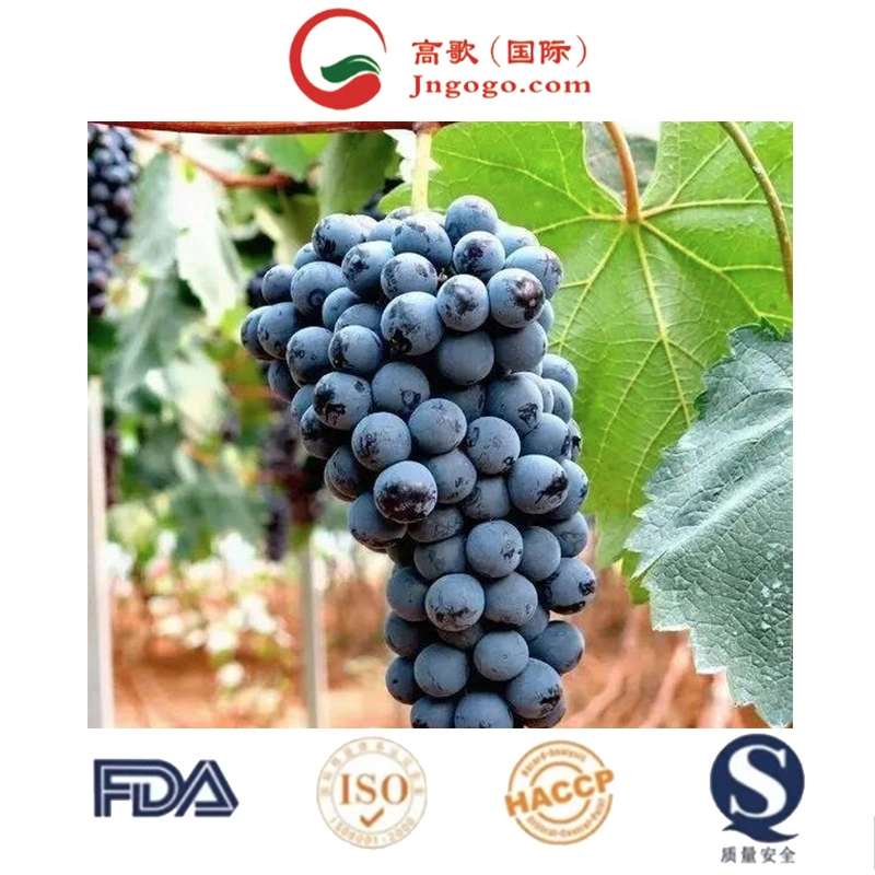 Les raisins frais, fruits frais, de la Chine exportateur de fruits frais raisin noir