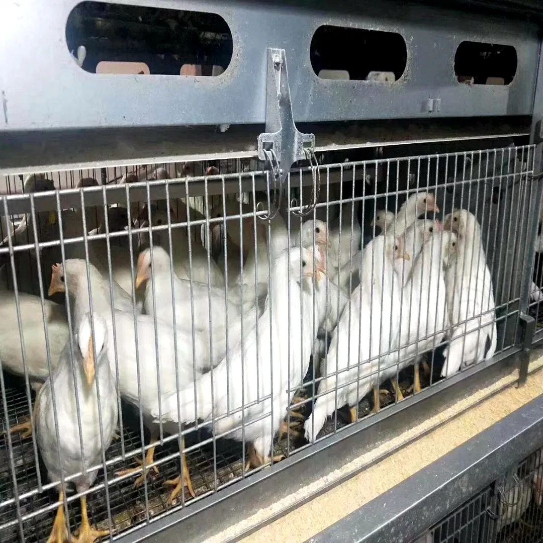 Dia da camada de antigos Pintos de Bebé/Pintos de corte usado H tipo frango automática do sistema de gaiola