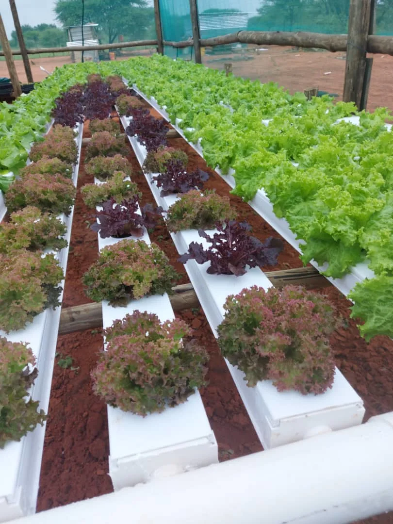 Tube carré fabricant vertical de plus en plus de légumes pour la vente de rainure de plantation en PVC
