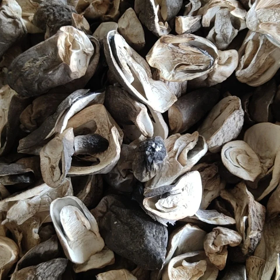 Cao Gu Factory Supply Natural Dried Volvariella Volvacea Dry Straw Mushroom