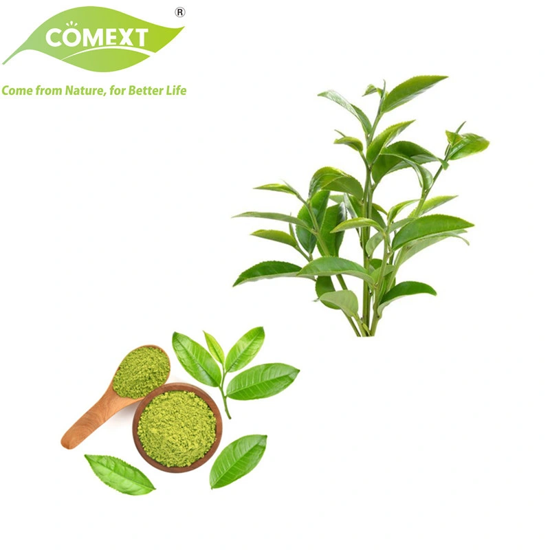 Comext Free Sample Factory Direct Supply 10-98% Tea Polyphenolss EGCG 40-70% pérdida de peso Cosméticos hígado podrido Extracto de té Verde