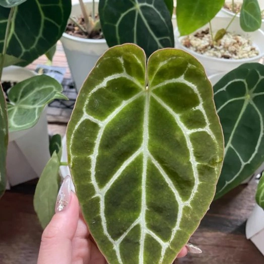 Anthurium Crystallinum Linden & Andr&eacute; Indoor Plants