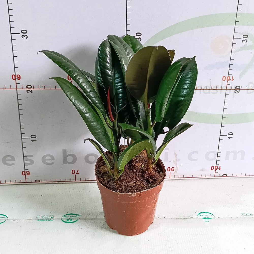 Ficus Melany