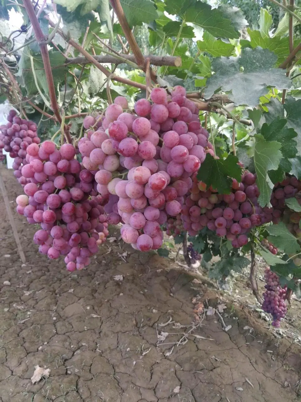 Nueva cosecha de grado rojo