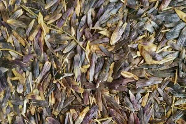 Ban LAN  Gen seeds Factory Supply High quality/High cost performance  Hot Sale Pure Natural Herbal Medicine Radix Isatidis seeds for Health Tea