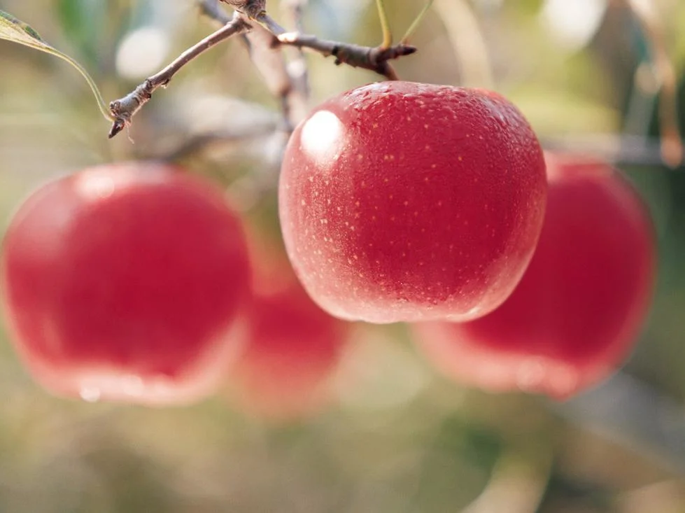 Fábrica fornecimento Green Apple extrato pele branqueamento pó Phloretin