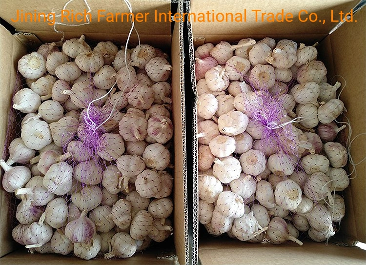 China New Crop Fresh Garlic for Export