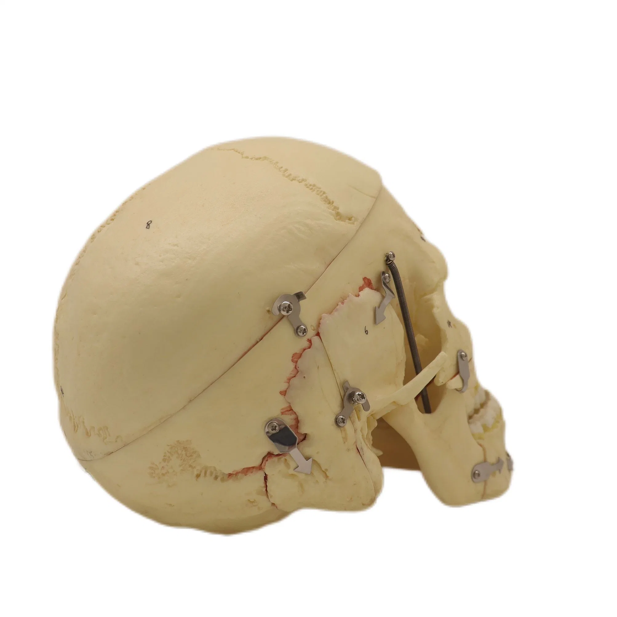 High Reproduction and Accuracy Human Teaching Skeleton Model Spinal Column Model Model Adult Skull with Blood Vessels and Nerves with Natural Size of PVC