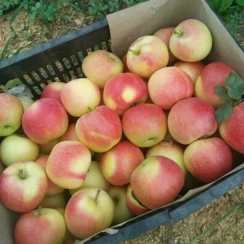 Fresh Apple to Malaysia