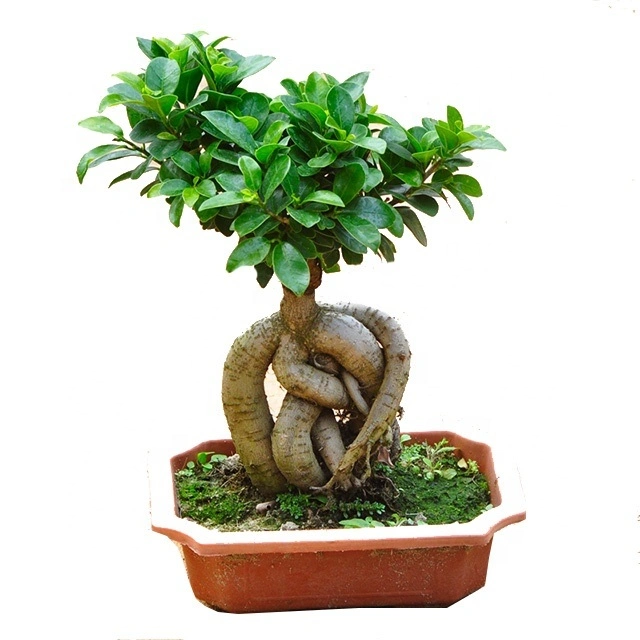 Arborescence Live Ficus Ficus microcarpa Ginseng Plante jardinage Bonsai