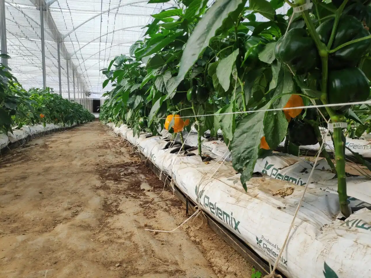 Cocopeat Grow Bag Slabs Best Growing Solution Media Coco Coir Farming for Tomatoes, Bell Pepper, Strawberry in Greenhouses UV Stablized Durable Grow Equipment