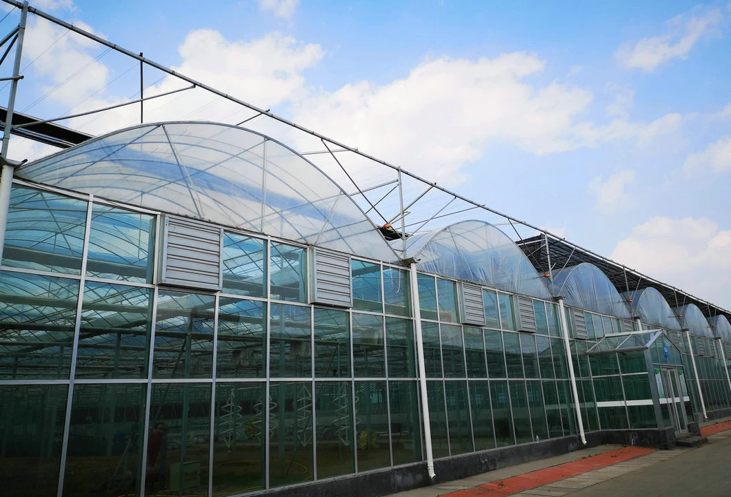 Agricultural/Commercial Plastic Multi-Span Film Greenhouse with Hydroponic System and Automatic Irrigation System