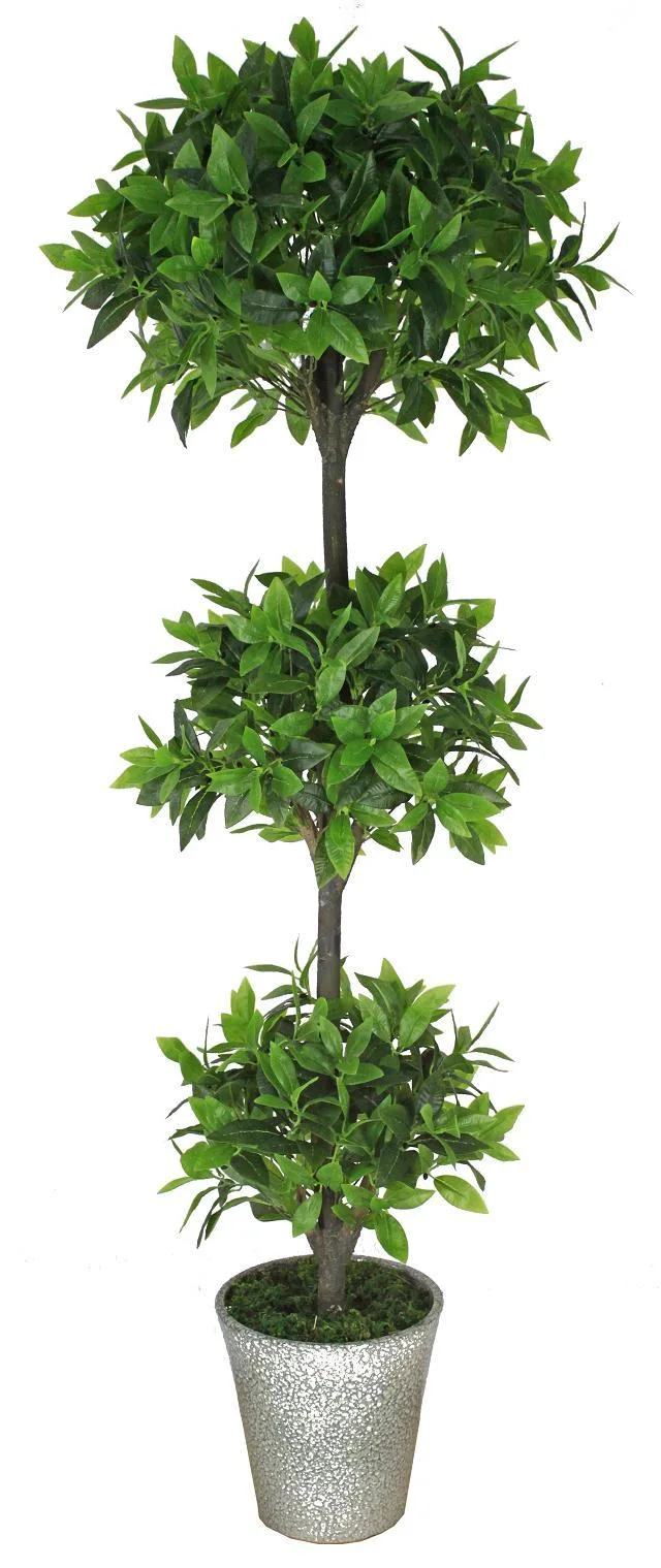 Evergreen Chinese Topiary Plant for Decoration