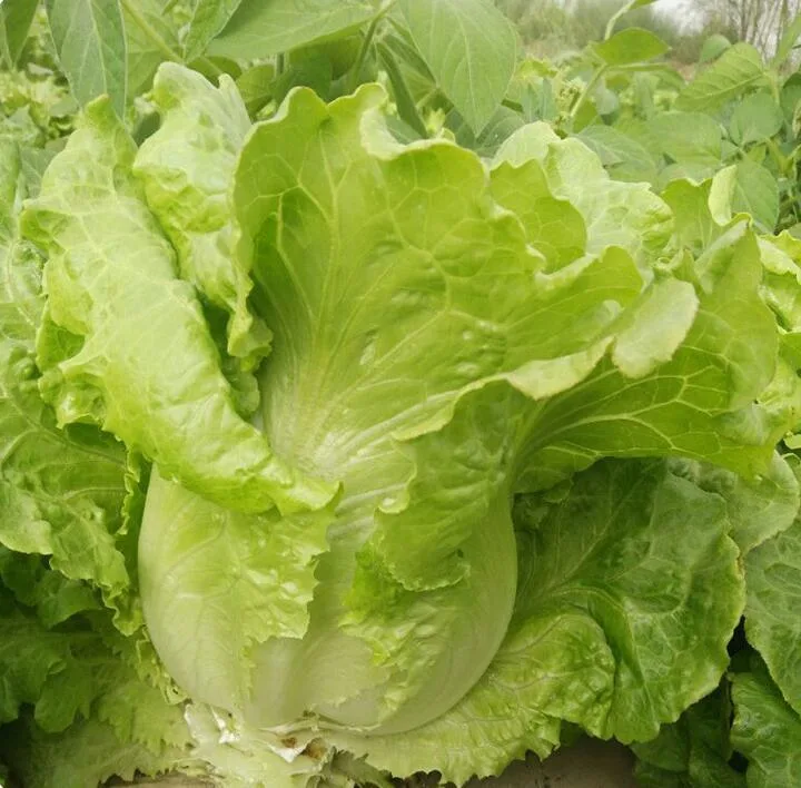 Factory Supply Fast Grow Green Salad Lettuce Seeds for Agriculture Sale